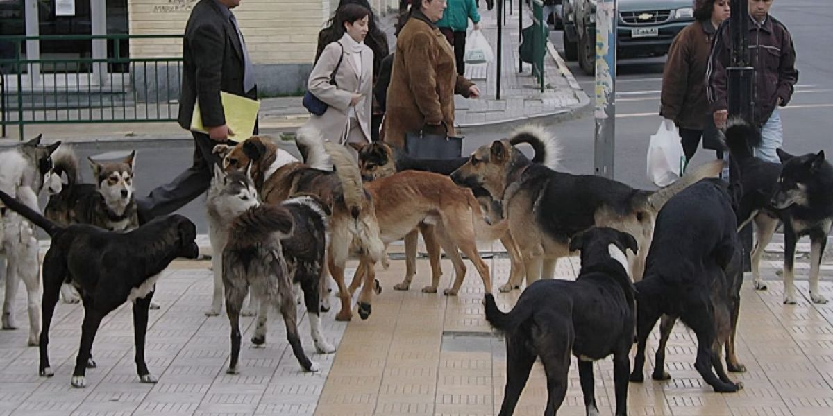 Victoria acumula más de 280 ataques de perros