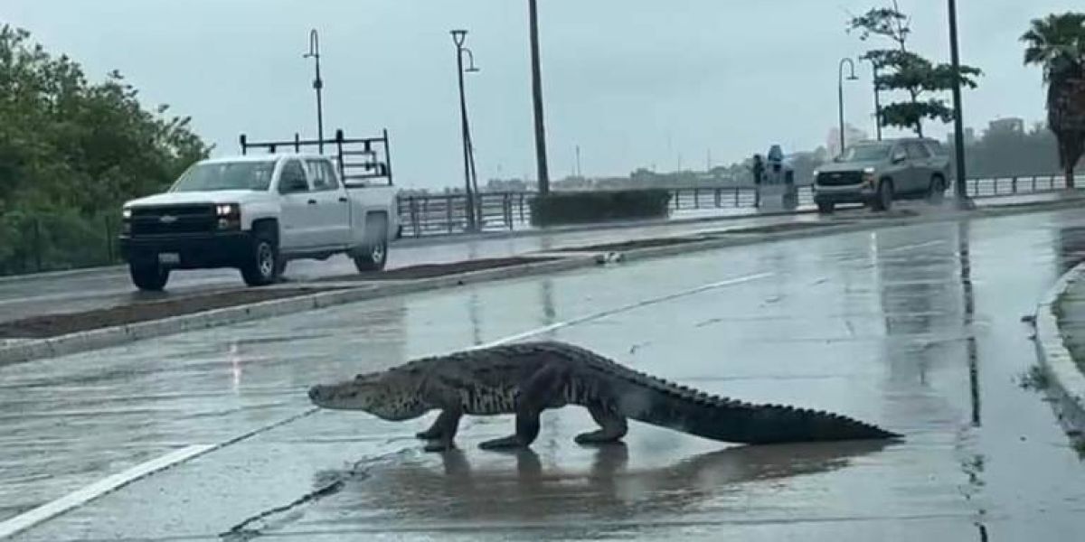 Cocodrilos invaden el sur de Tamaulipas; proponen crear UMA para frenar riesgos