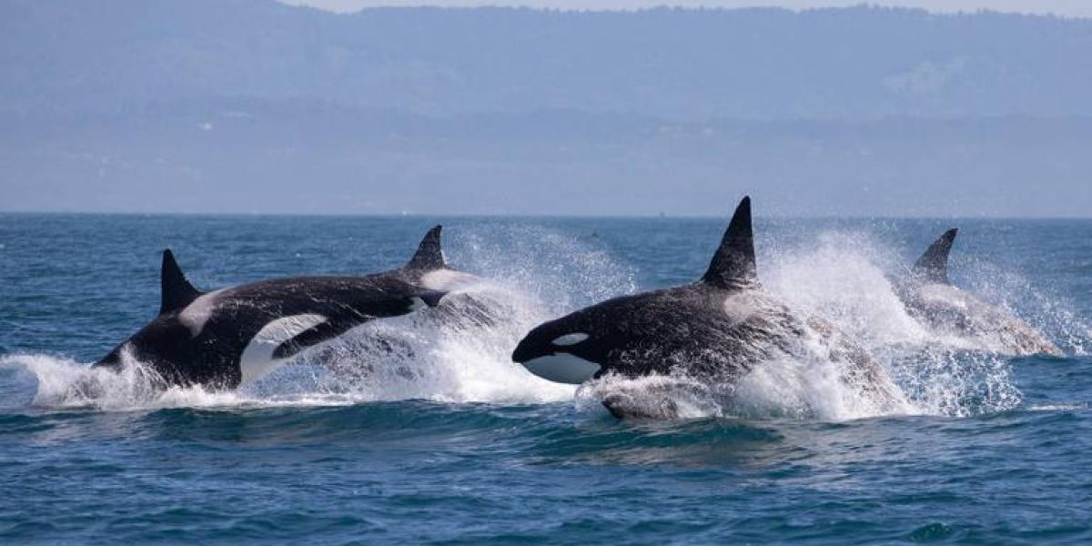 Científicos descubrieron porqué orcas atacan y hunden barcos