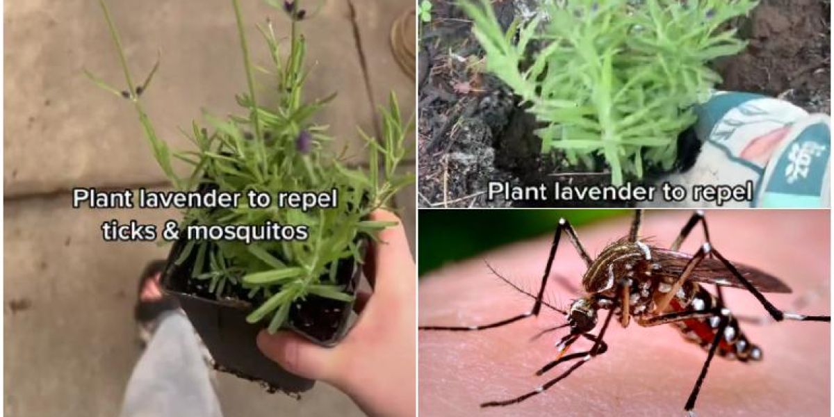 Plantas “repelentes” de mosquitos no sirven: estudios