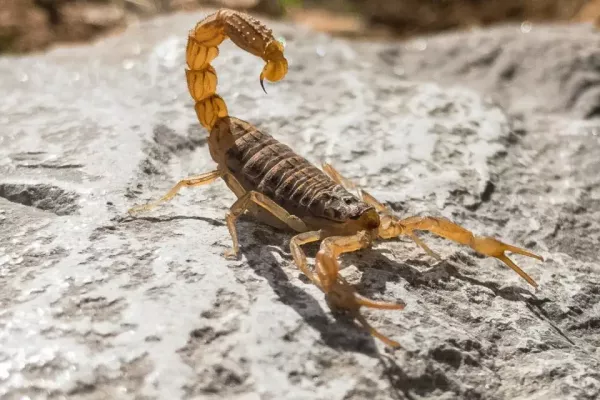 Calor incrementa riesgo de picaduras por animales ponzoñosos