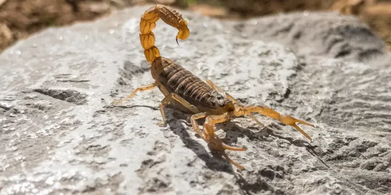 Calor incrementa riesgo de picaduras por animales ponzoñosos