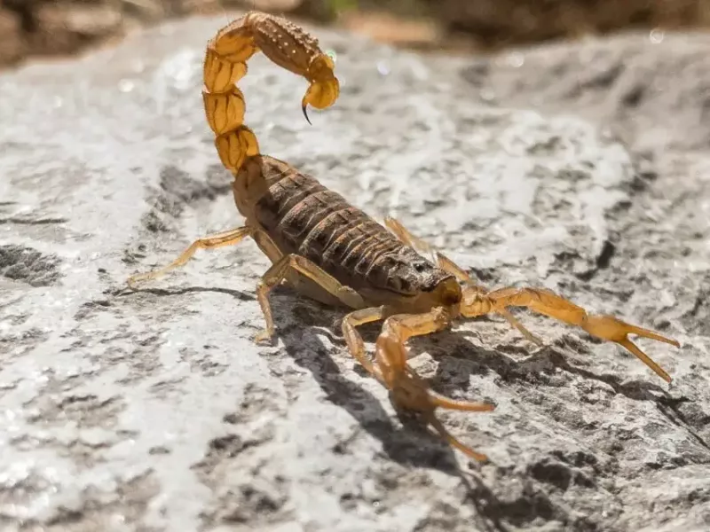 Calor incrementa riesgo de picaduras por animales ponzoñosos