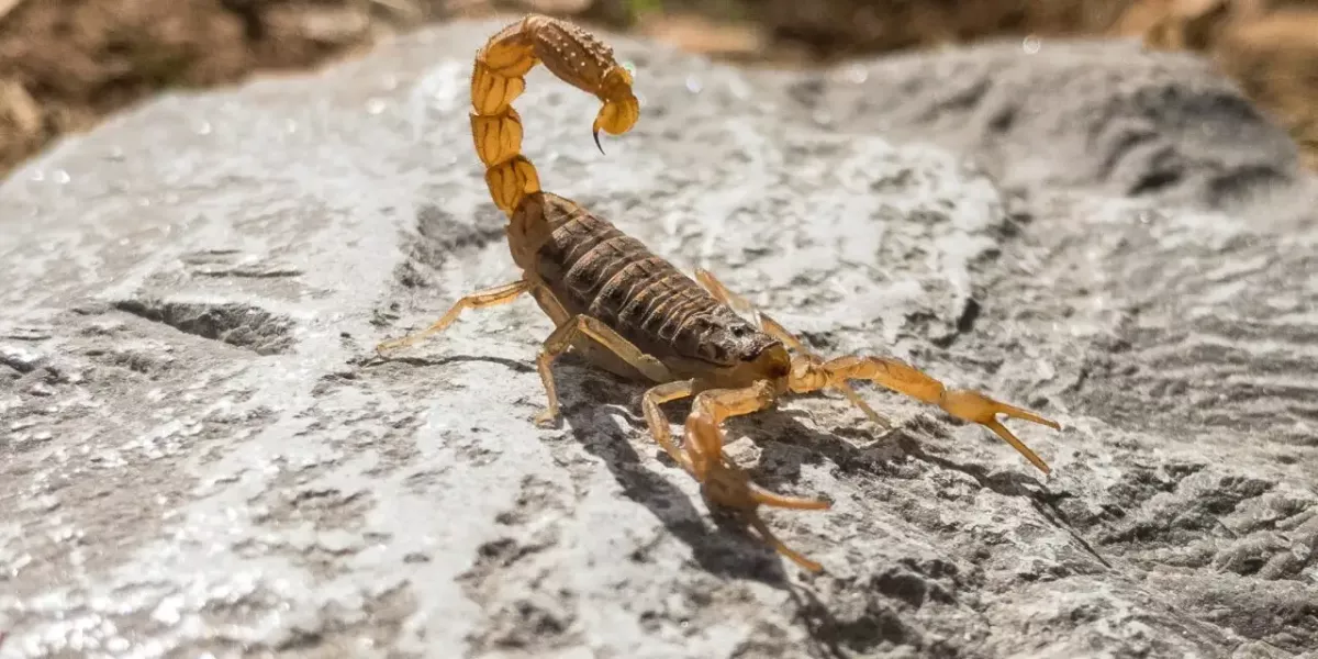Calor incrementa riesgo de picaduras por animales ponzoñosos