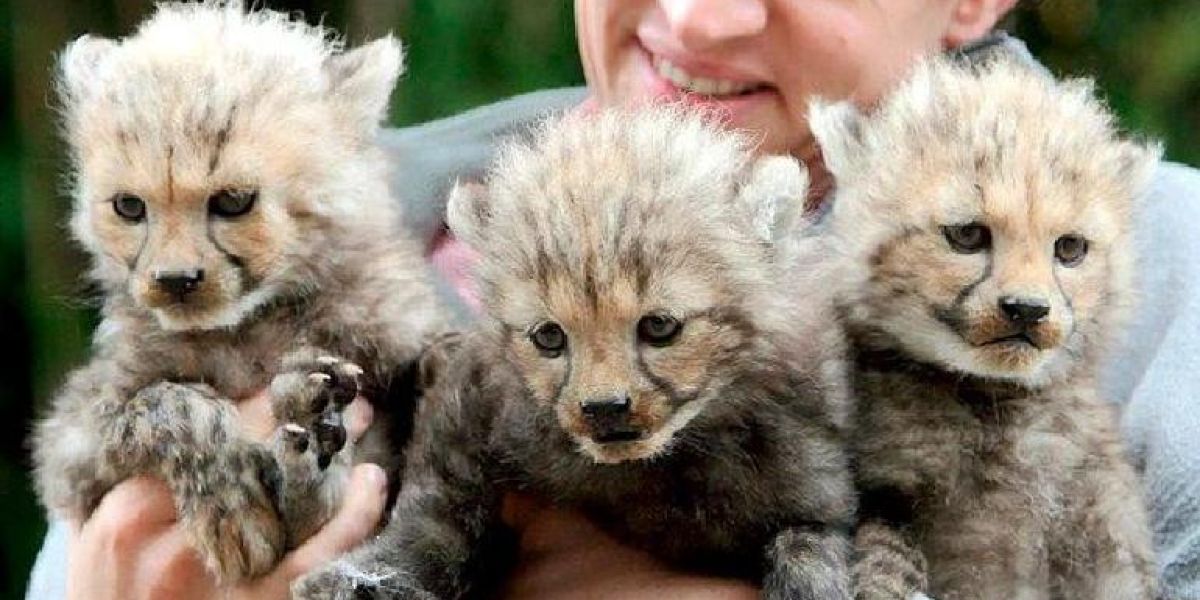 Nacen en Irán tres crías de Guepardo; especie en peligro de extinción
