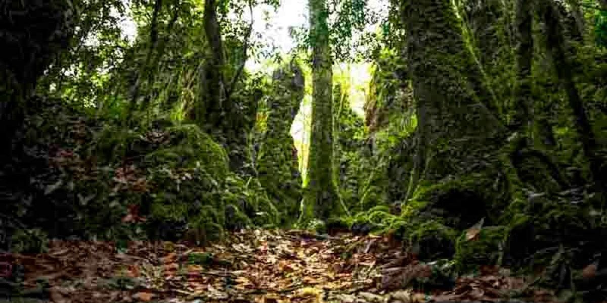 Tamaulipas: Bosques abandonados por los presupuestos oficiales