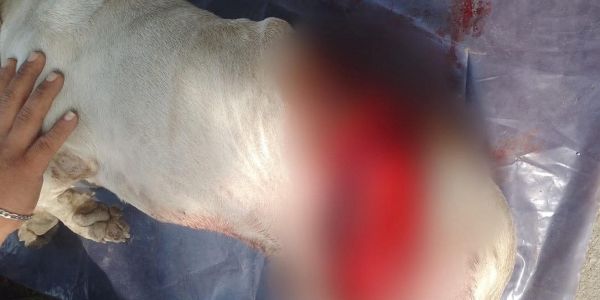 Diputada anuncia denuncia tras presunto ataque a un perrito en Ciudad Madero