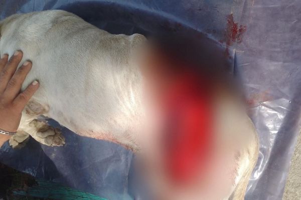 Diputada anuncia denuncia tras presunto ataque a un perrito en Ciudad Madero