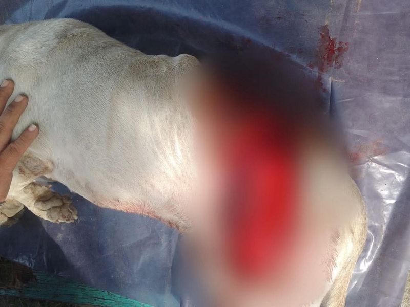 Diputada anuncia denuncia tras presunto ataque a un perrito en Ciudad Madero