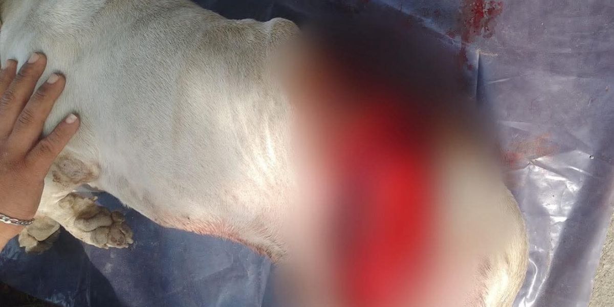 Diputada anuncia denuncia tras presunto ataque a un perrito en Ciudad Madero