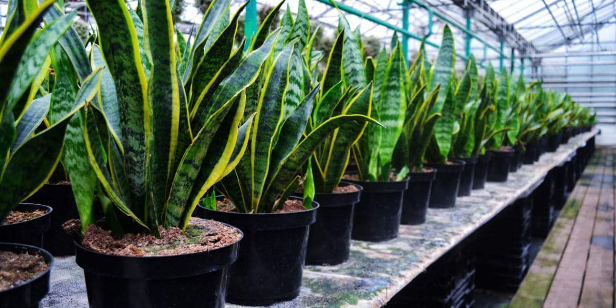 ¿Hay humedad en tu casa? Estas plantas pueden ayudarte