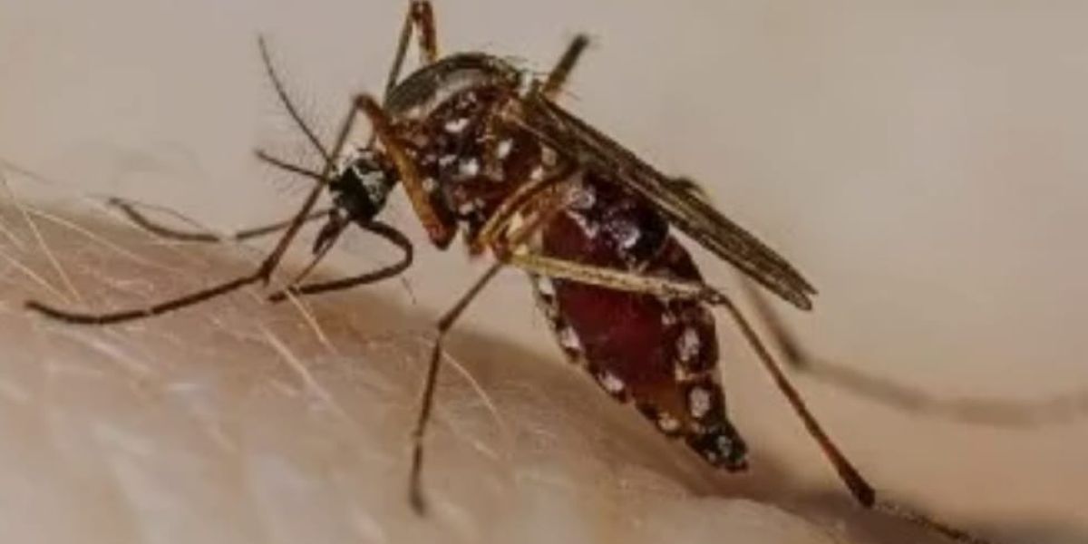 Tamaulipas registra 17 muertes relacionadas con dengue