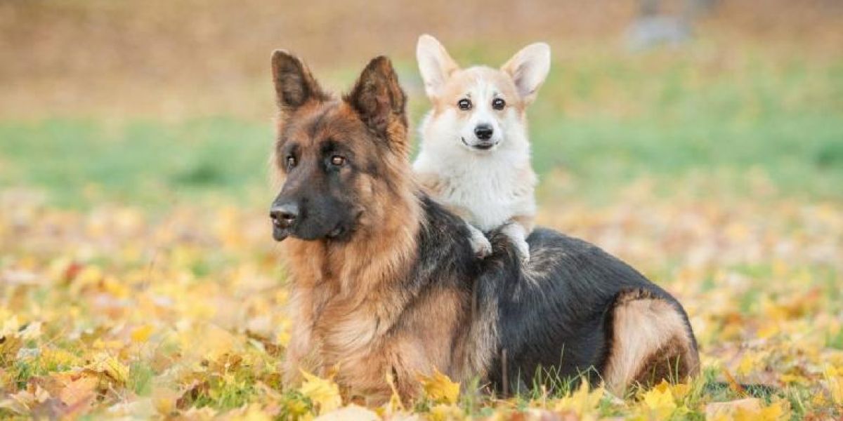 Reveló estudio que tamaño de los perros determina su longevidad