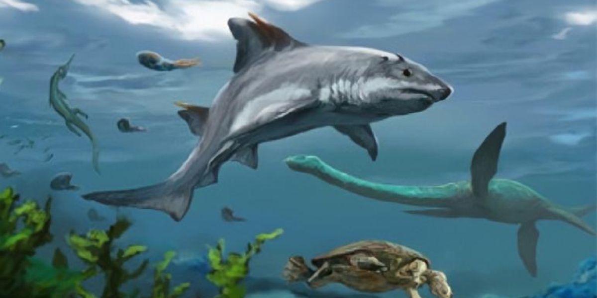 Descubren fósil de nueva especie de tiburón en Colombia