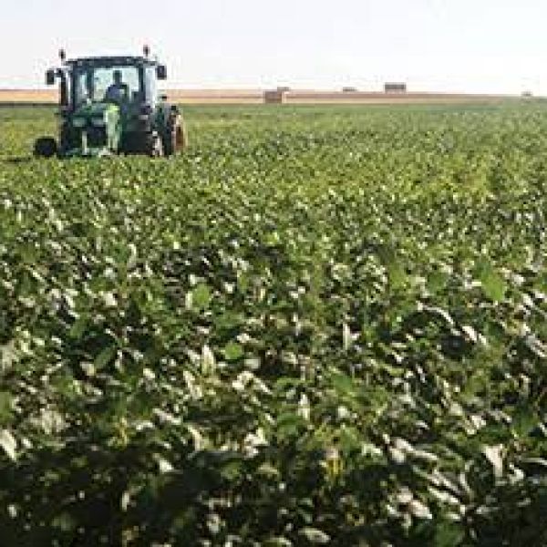 Invitan a reunión informativa sobre cultivo de soya en Río Bravo