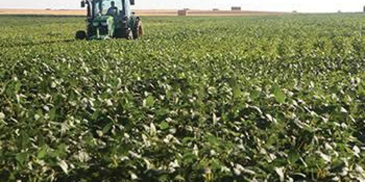 Invitan a reunión informativa sobre cultivo de soya en Río Bravo