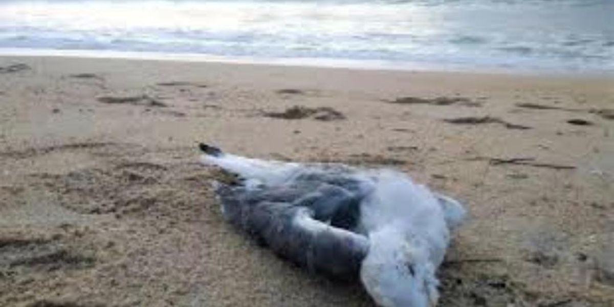 Llaman a evitar contacto con aves muertas por gripe aviar