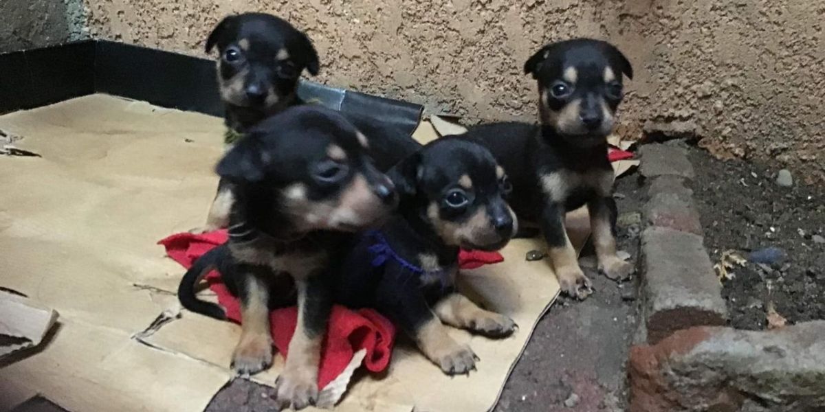 Venta de cachorros chihuahua