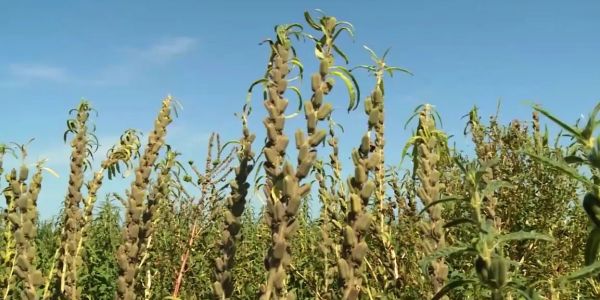 Productores de Río Bravo analizan apostarle a la siembra de ajonjolí