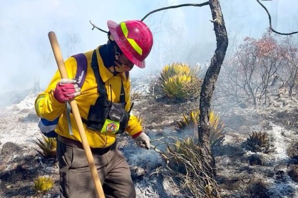 Combaten 59 brigadistas incendio en Miquihuana