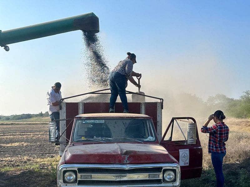 Estalla crisis del frijol, productores organizan protesta en Victoria