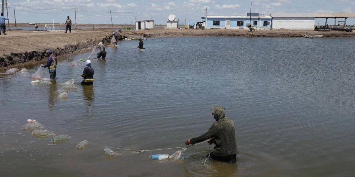 Reabren inscripción para subsidio a acuacultores