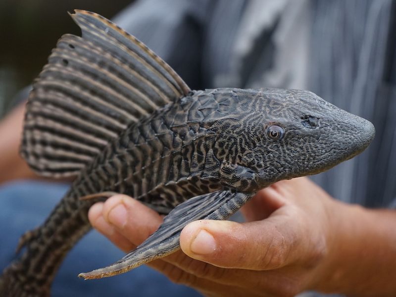 Pez diablo invade todo Tamaulipas, no solo Gómez Farías