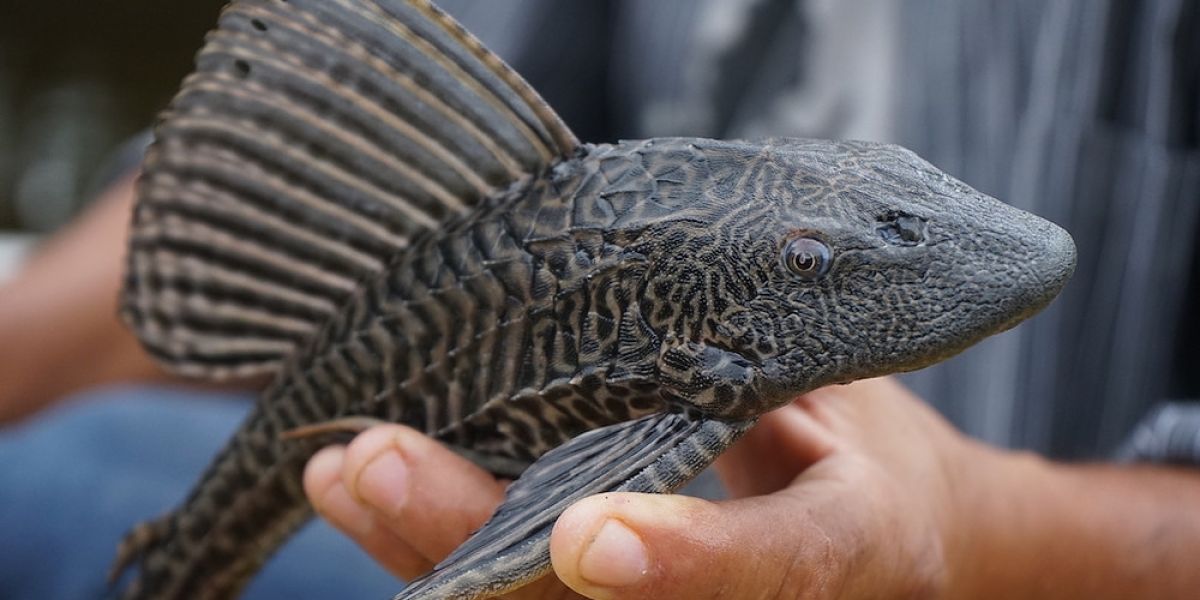 Pez diablo invade todo Tamaulipas, no solo Gómez Farías
