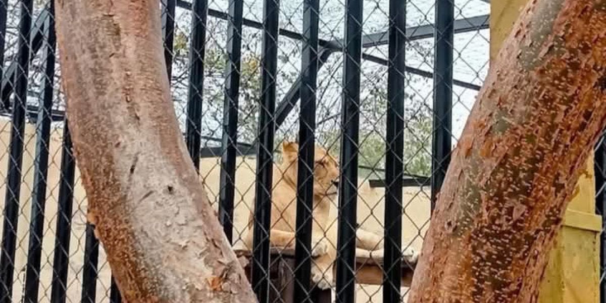 Sacrifican a león por atacar y matar a cuidador