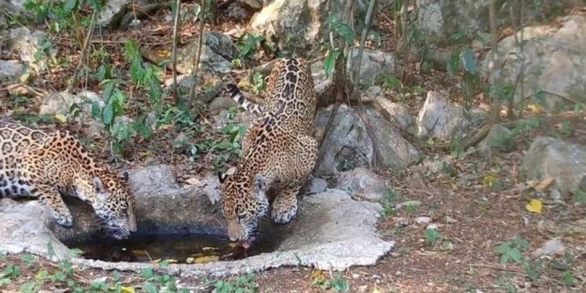 Confirman presencia de 54 jaguares en selvas de Tamaulipas