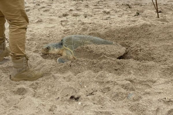 Anidación de tortuga lora rebasa los 222 mil huevos en costas del estado