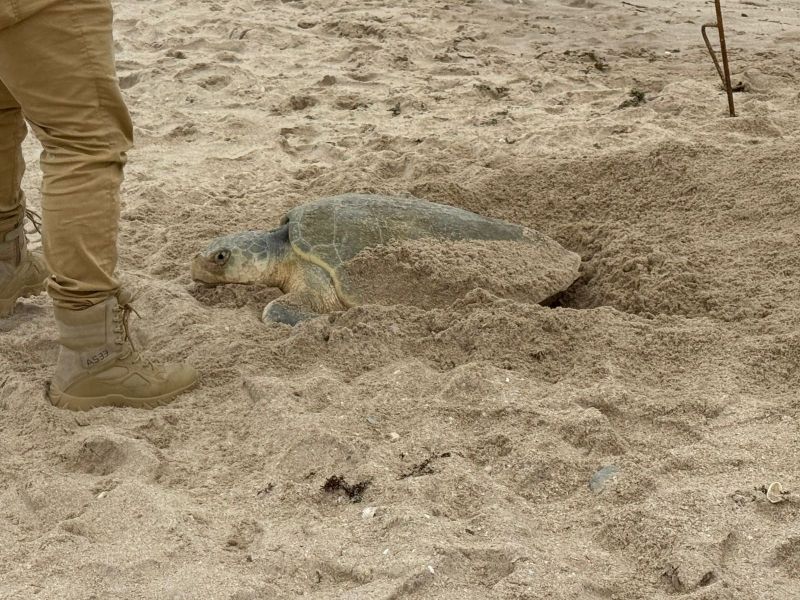 Anidación de tortuga lora rebasa los 222 mil huevos en costas del estado