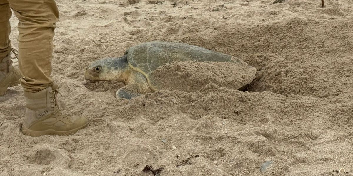 Anidación de tortuga lora rebasa los 222 mil huevos en costas del estado