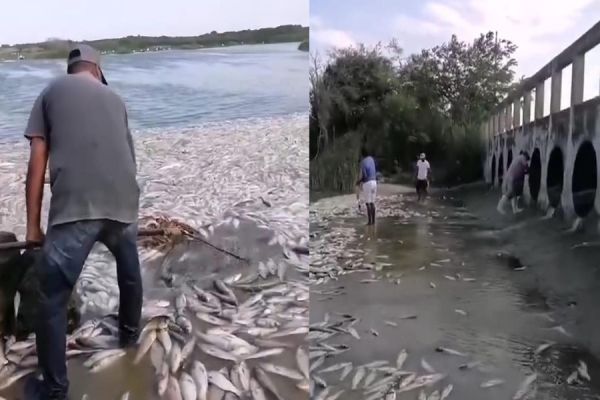 Preocupa mortandad de peces en cuerpos de agua de la región