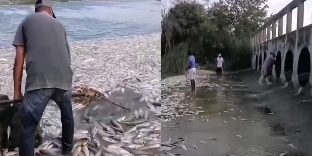 Preocupa mortandad de peces en cuerpos de agua de la región