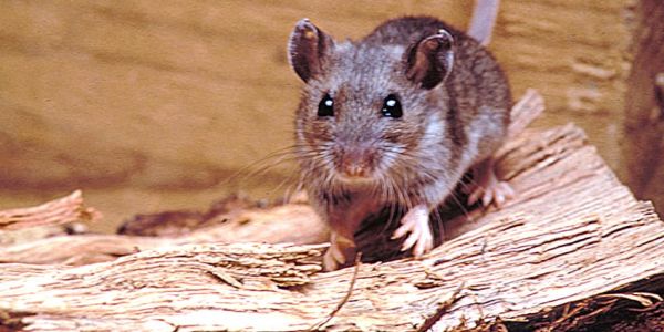 Emite Salud federal aviso epidemiológico por hantavirus; refuerzan vigilancia en el país
