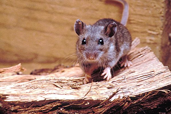 Emite Salud federal aviso epidemiológico por hantavirus; refuerzan vigilancia en el país