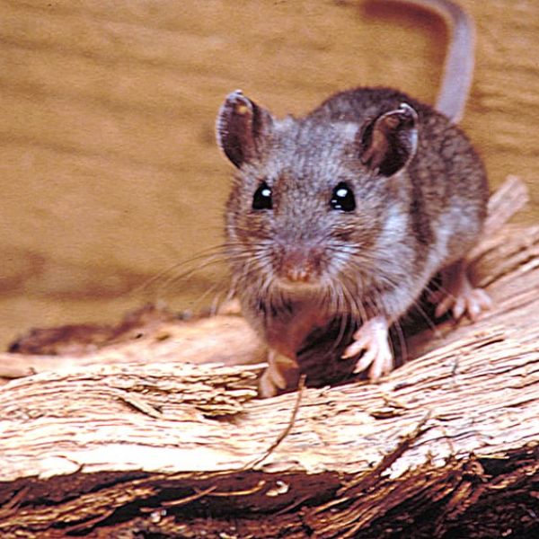 Emite Salud federal aviso epidemiológico por hantavirus; refuerzan vigilancia en el país