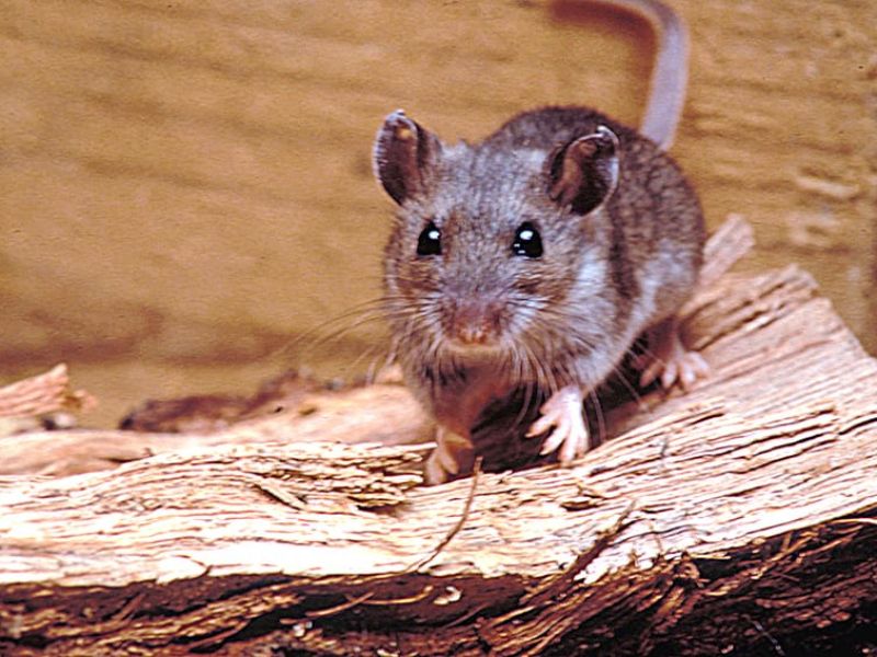 Emite Salud federal aviso epidemiológico por hantavirus; refuerzan vigilancia en el país