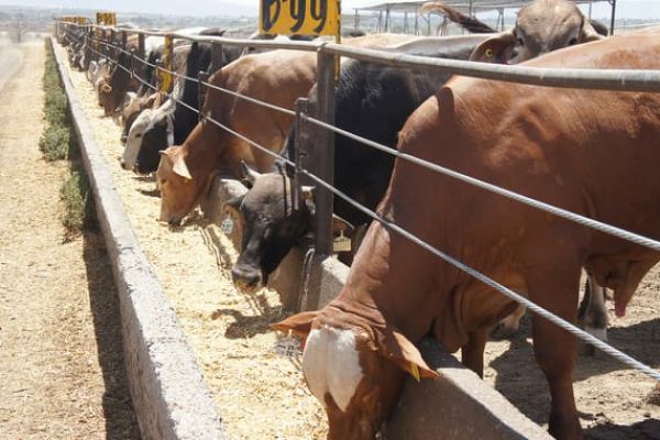 Exportación de becerros a EU podría reactivarse en un plazo de tres meses