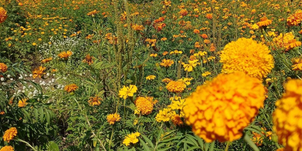 El ejido La Libertad se llena de color con la flor de cempasúchil