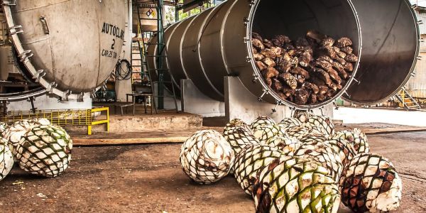 Mezcal artesanal abre camino a la prosperidad en Miquihuana