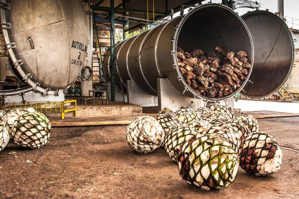 Mezcal artesanal abre camino a la prosperidad en Miquihuana