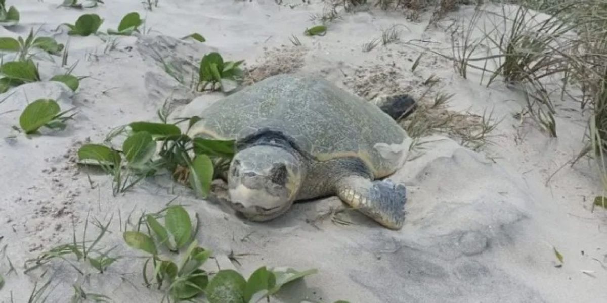Tamaulipas rompe récord en liberación de crías de tortuga lora