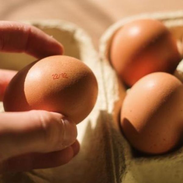 ¡Alerta sanitaria! Huevos contaminados con salmonela en Canadá