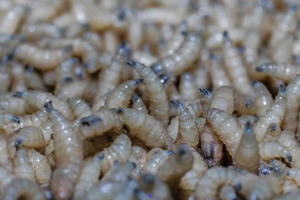 Cerco sanitario en Altamira por gusano barrenador