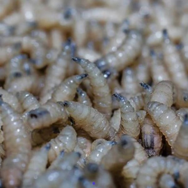 Cerco sanitario en Altamira por gusano barrenador