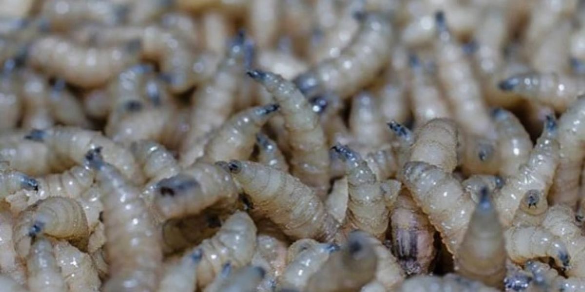 Cerco sanitario en Altamira por gusano barrenador