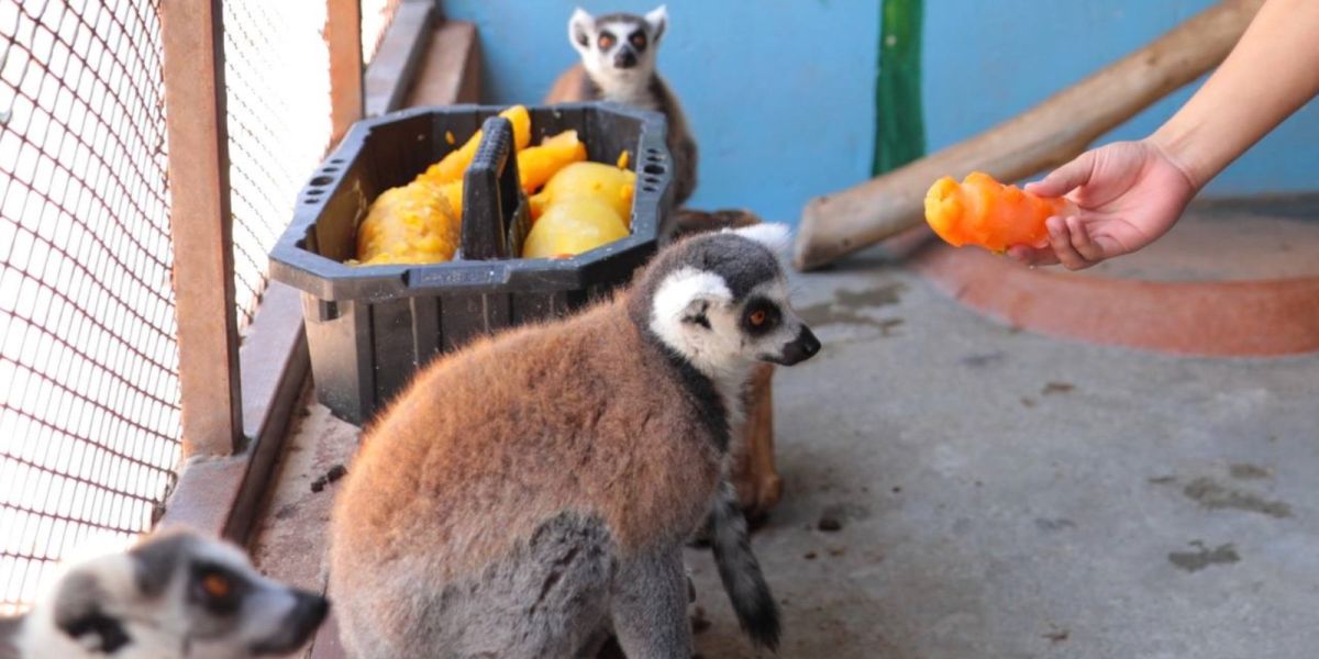 Protección ante el calor: Zoológico de Nuevo Laredo implementara dietas frías para sus habitantes