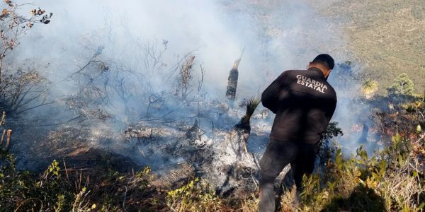 Incendio forestal impacta santuario de la mariposa monarca